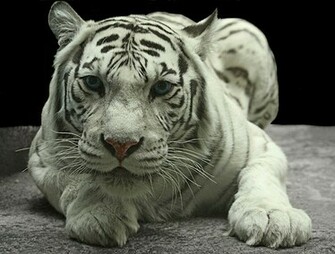 White Tiger Wallpaper