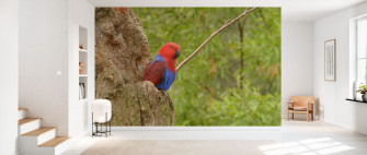 Eclectus Parrot Delightful Wall Mural Photowall