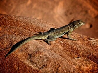 Lizard Wallpaper Release Date Specs Re Redesign And Price