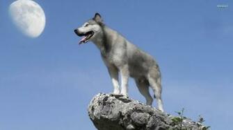 Grey Wolf Wallpaper