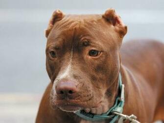 Source Url Kootation Pink Nosed Pitbull Html