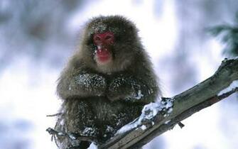 Monkey Baby Picture