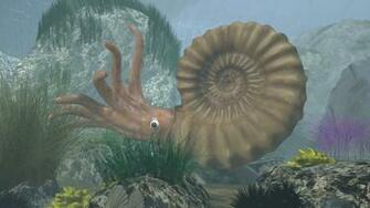 Ammonite 3d Model HD Wallpaper Background Image Id