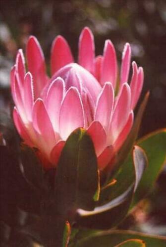 Pinkish Spotting Late Period