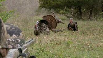 Turkey Gobbler Wallpaper Top Background