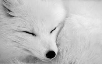 Beautiful Wallpaper For Desktop Arctic Fox HD