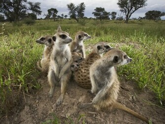 Cute Meerkats Meerkat Manor Wallpaper