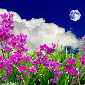 Orqu Deas Do Campo Carlsbad Flower Fields Flowers Field Wallpaper