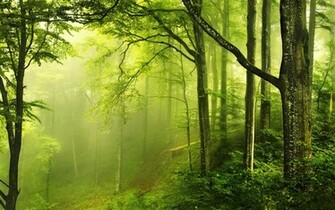 Beautiful Green Forest Nature Wallpaper Deskto High