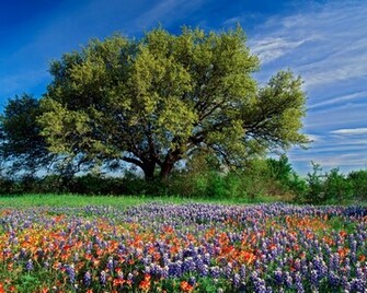 Best Wallpaper Desktop Pc