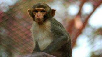 Monkey Wallpaper Animal Baby