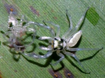 Jumping Spider Wallpaper