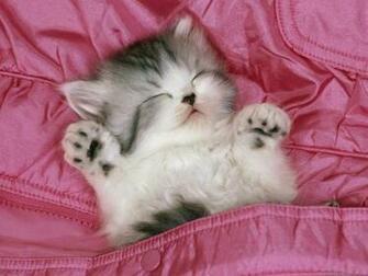 Cats Wallpaper Kitten HD Widescreen Desktop