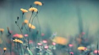 Pretty Desktop Wallpaper Net
