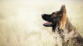 Dog Wallpaper HD