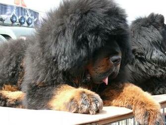 Resting Tibetan Mastiff Wallpaper Jpg