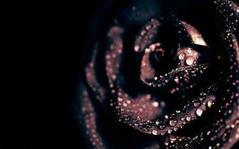 Black Roses HD Wallpaper S