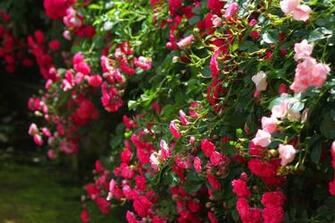 Pictures Of Different Types Roses HD Wallpaper Lovely