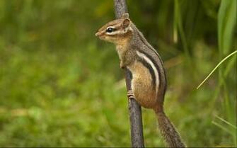 Chipmunk Computer Wallpaper Desktop Background