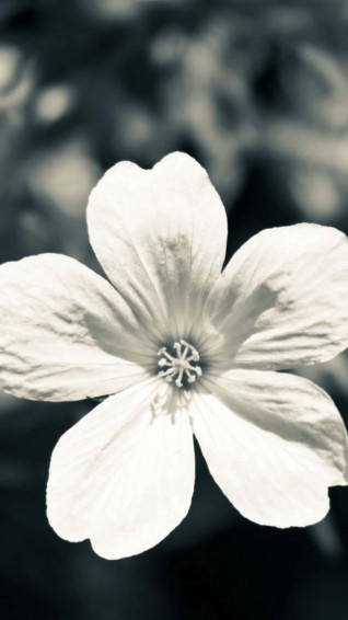 Black And White Flower iPhone Wallpaper