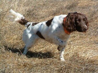 Hunting Drentse Patrijshond Dog Photo And Wallpaper Beautiful