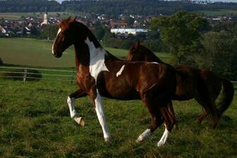 American Saddlebred Horse Credit Courtesy Of The