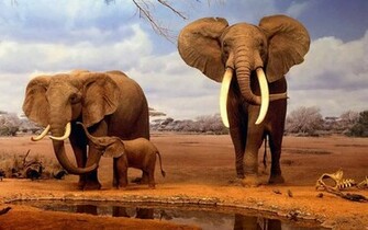 African Elephants