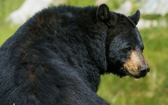 Black Bear Wallpaper