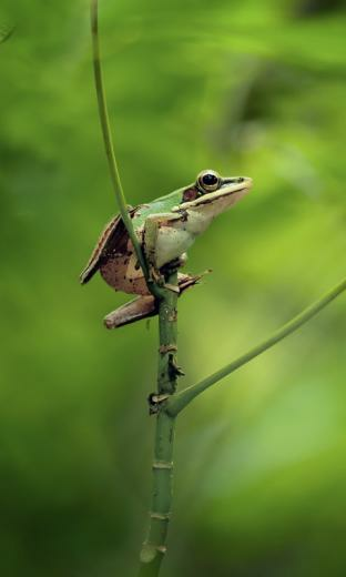 Funny Super Frogs Live Wallpaper HD For Android