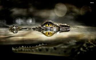 Crocodile Wallpaper