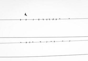 Birds On A Wire Pictures Image