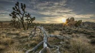 Joshua Tree National Park Wallpaper Nature