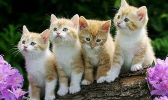 Cats Live Wallpaper HD Screenshot