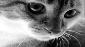 Cat Animal Pet Cats Kitty Cute Sweet Wallpaper