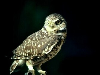 Snowy Owl Wallpaper HD Pictures Image Background