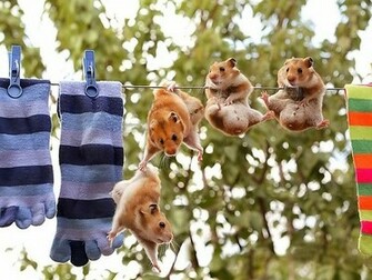 Funny Hamster Wallpaper