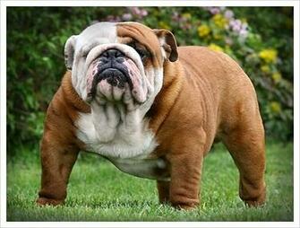 Bulldog Wallpaper Fun Animals Wiki Videos Pictures Stories