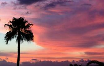 Wallpaper The Sky Clouds Sunset Palma Pink Paint