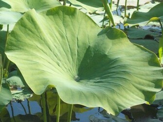 Lily Pad Leaf Wallpaper