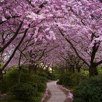 Spring iPad Wallpaper