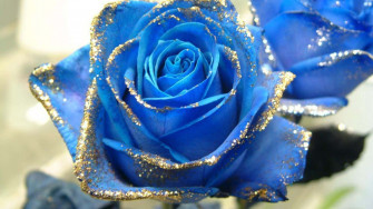 Dark Blue Rose Abstract Wallpaper