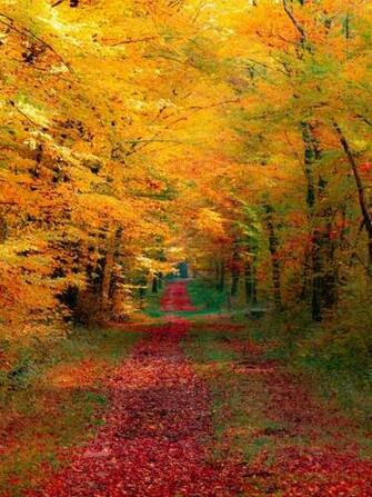 Autumn Forest iPad Wallpaper