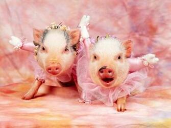Pig Screensaver Screensavers