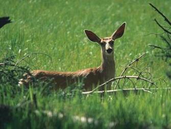 Animals In Realistic Slideshow Screensaver By 7art Screensavers