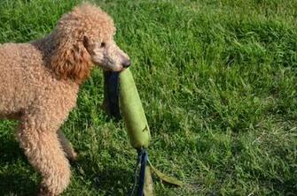 Poodle Dog Puppies Wallpaper