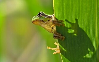 Frog Wallpaper Funny Cool Walldiskpaper