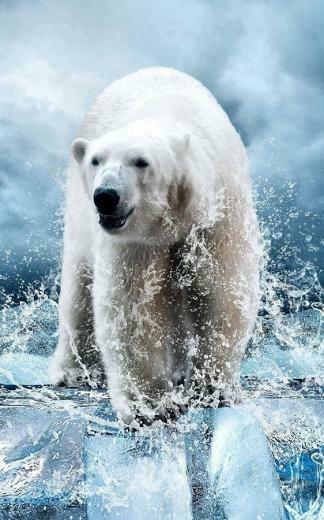 Wild Animals Live Wallpaper Android Apps On Google Play