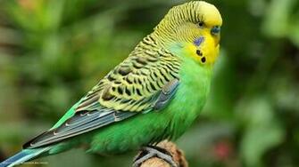 Budgie Melopsittacus Undulatus Bird Nice Green HD Widescreen