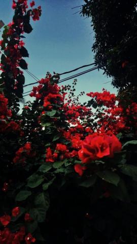 Blood Flowers Wallpaper 4k HD Background On