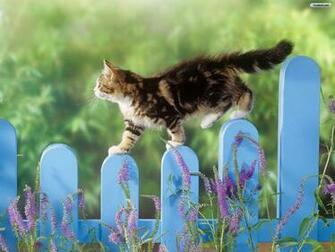 Lovely Spring Flowers Including Kittens And Freshness